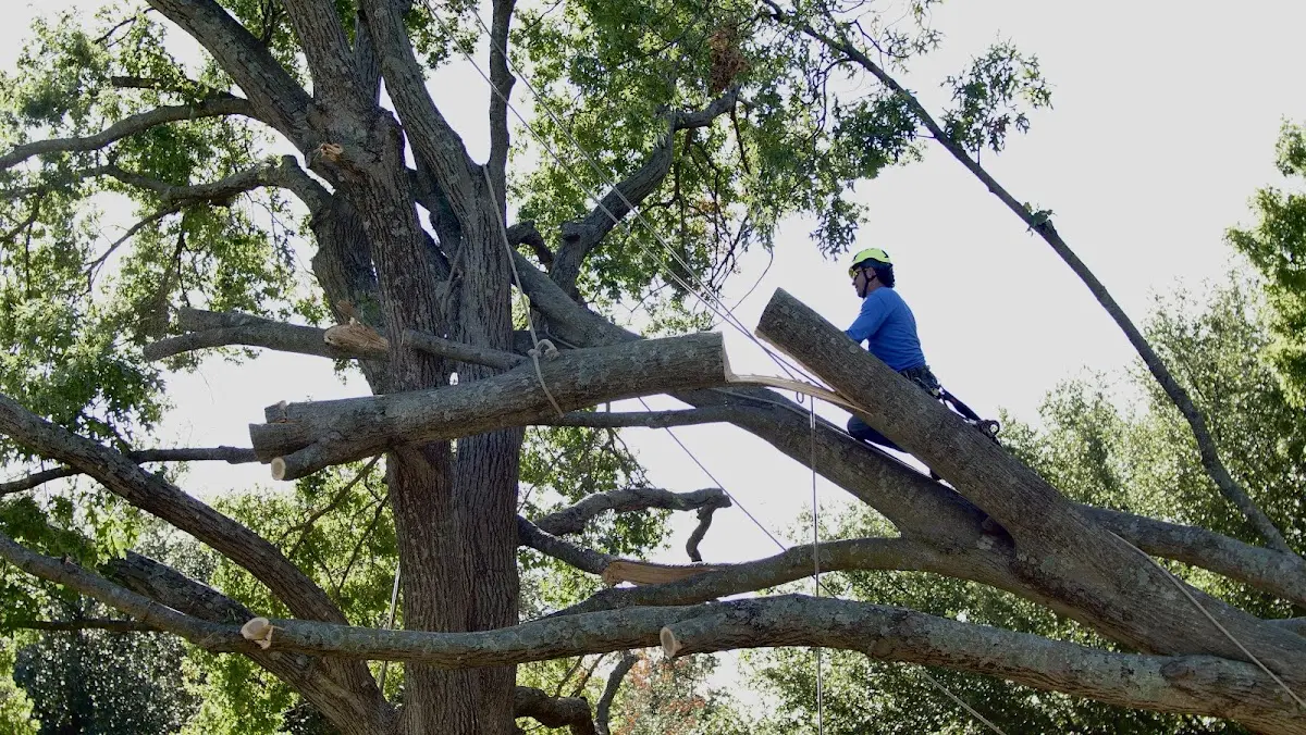Professional Crown Thinning performed by certified arborists in Dansville