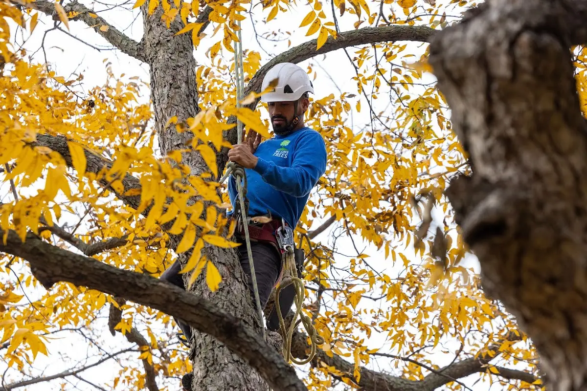 Skilled Tree Trimming crew working in Dansville