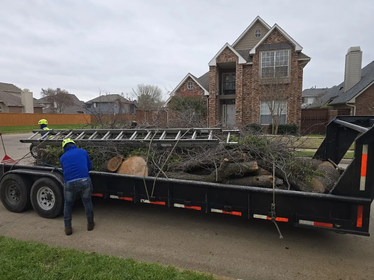 Expert Tree Removal with proper safety equipment in Dansville